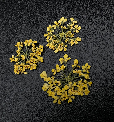 Сухоцветы Любимые цветочки Zoo Nail Art 1675
